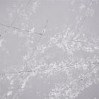 白い雪片パターン灰色のCalacattaの水晶石3000*1500MM